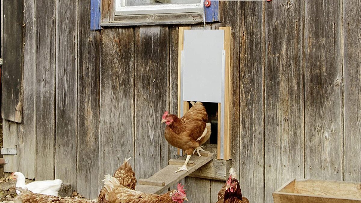 Automatische Hühnerklappe