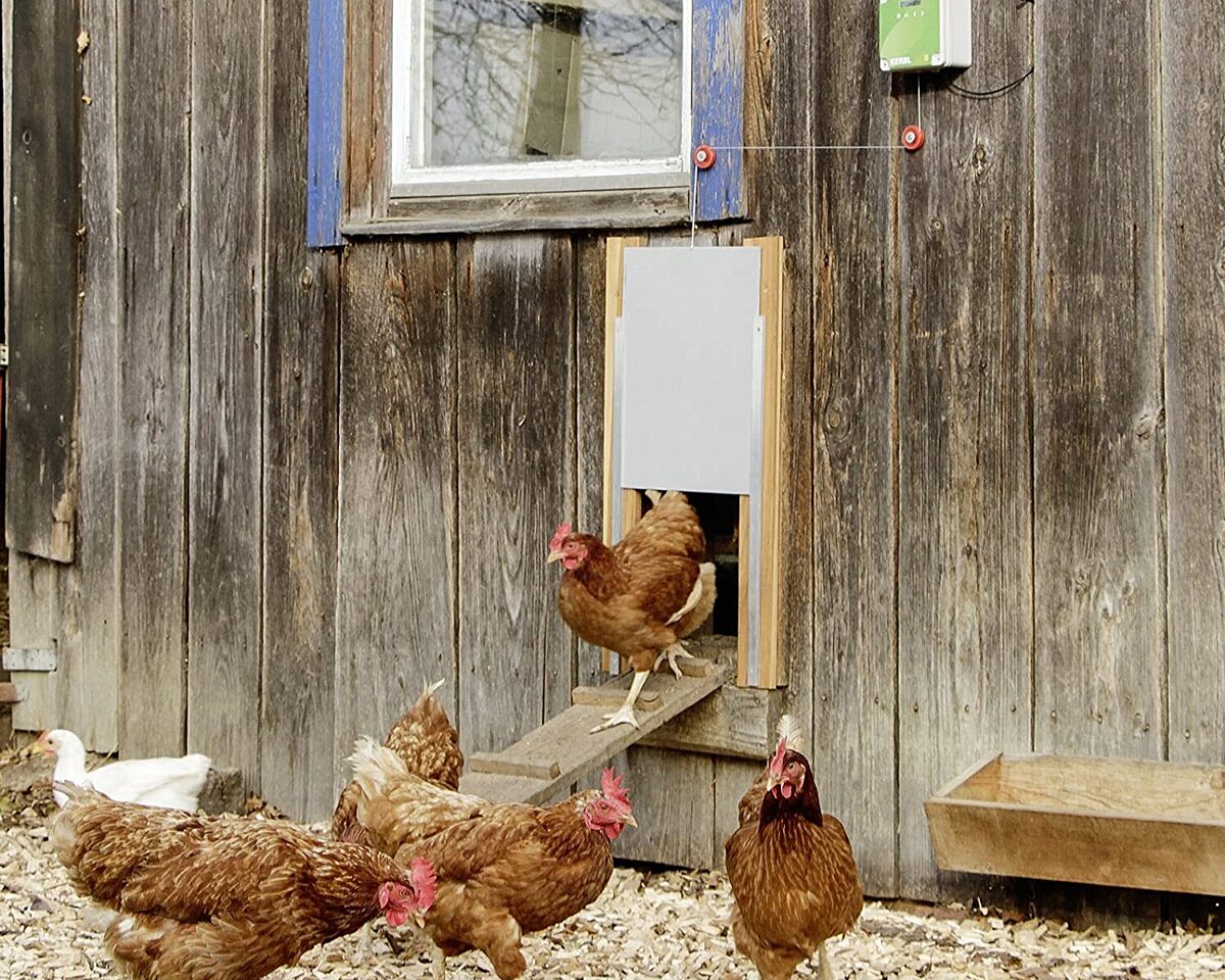 Automatische Hühnerklappe